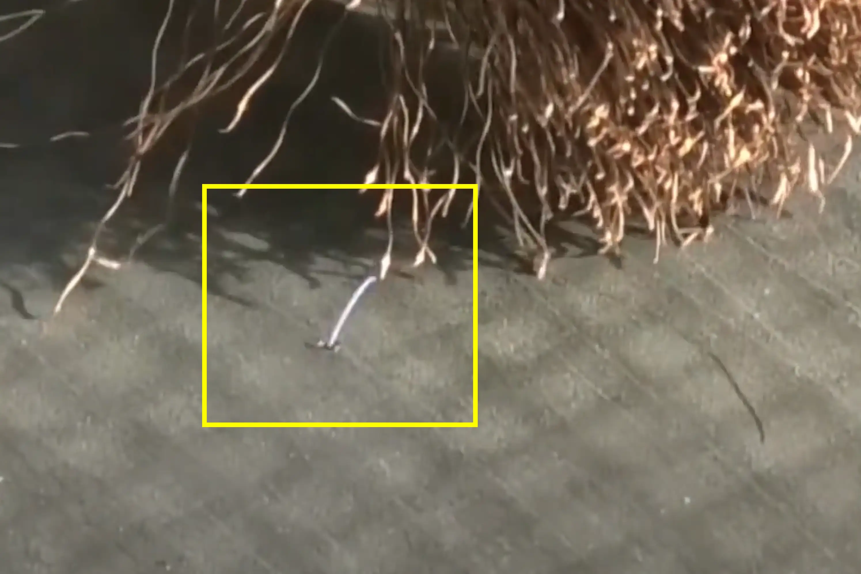 Contractor performing dry testing electronic roof leak detection on a flat roof