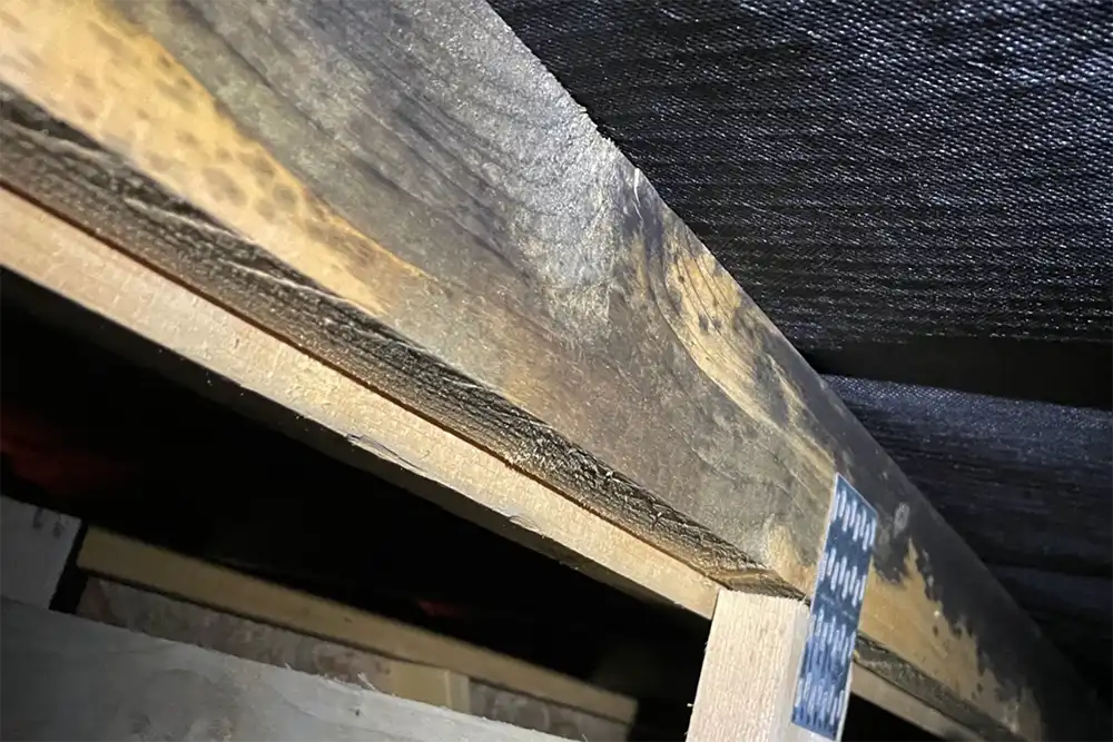 Attic black mold